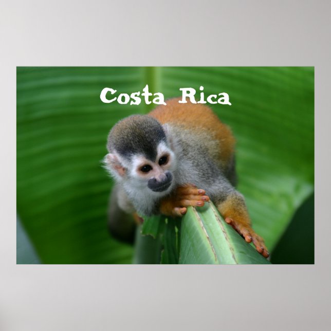 Poster Singe des écureuils Costa Rica (Devant)