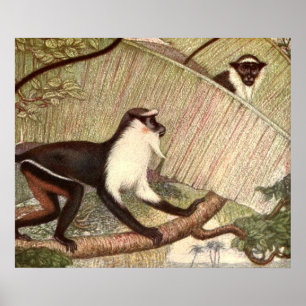 Poster Singe Diana par Louis Sargent, Animal sauvage vint