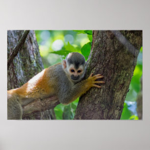 Poster Singe écureuil à Manuel Antonio NP - Costa Rica