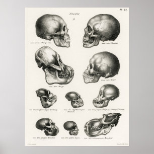 Poster Singe humain et crâne moyen