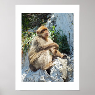 Poster Singe macaque de Barbarie