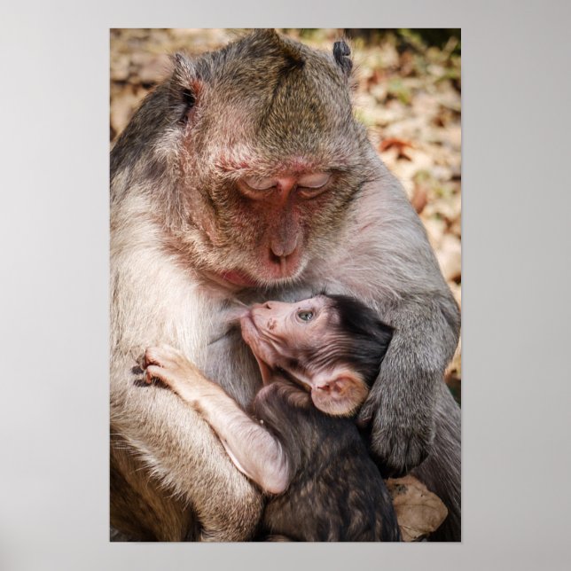 Poster Singe mère et bébé (Devant)