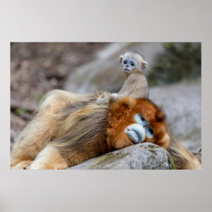 Poster Singe nez retroussé doré père avec bébé
