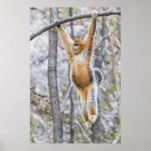 Poster Singe nez retroussé doré se balançant sur une bran