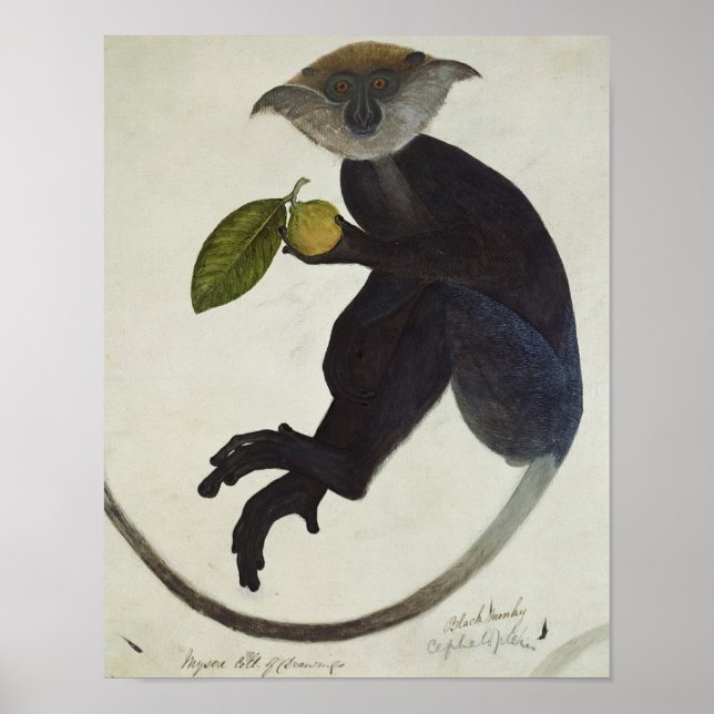 Poster Singe noir (Devant)