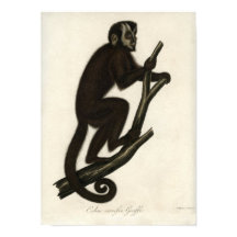 Singe vintage