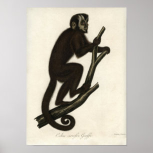 Poster Singe vintage