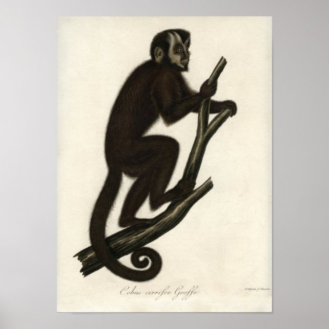 Poster Singe vintage (Devant)