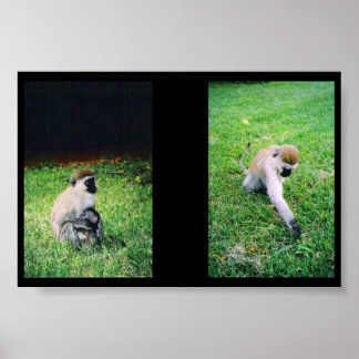 Poster Singes