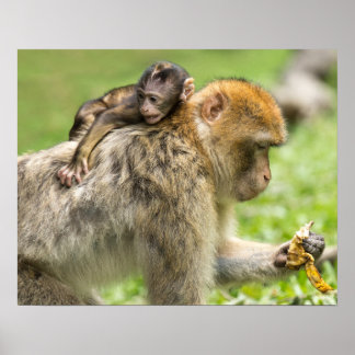 Poster Singes