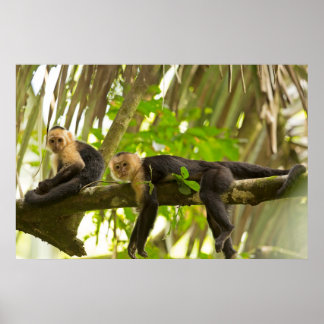Poster Singes capucins à visage blanc au Costa Rica