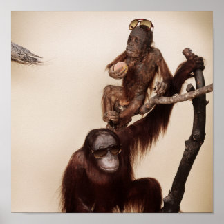 Poster Singes dans un arbre