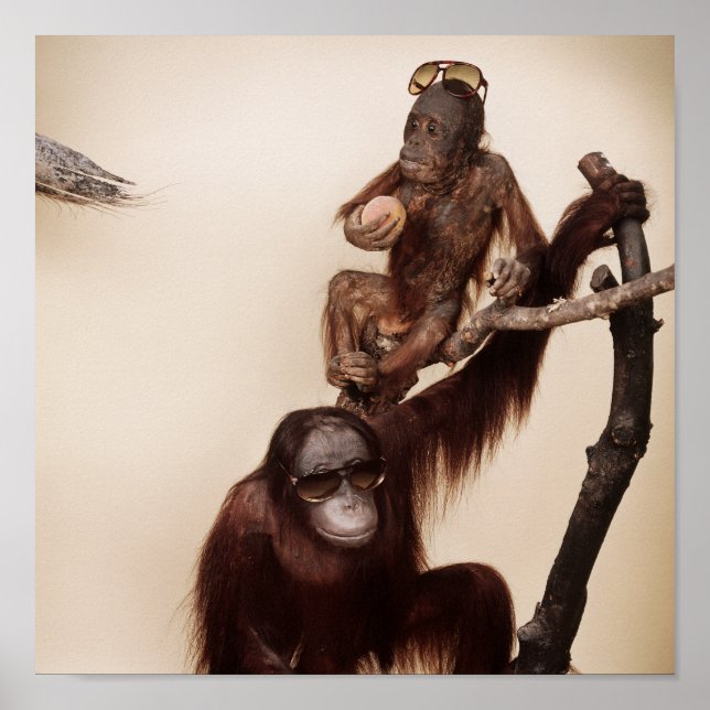 Poster Singes dans un arbre (Devant)