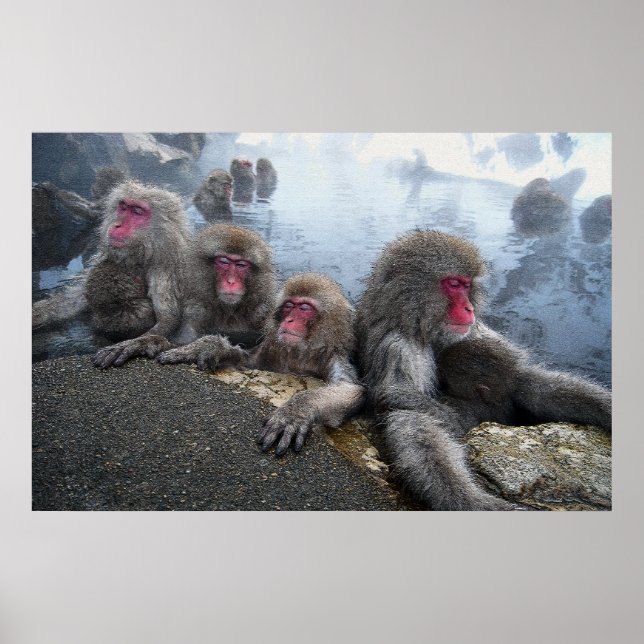 Poster Singes de bain (Devant)