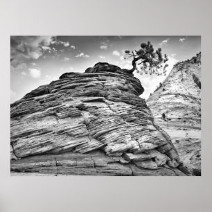 Poster Sion noir et blanc Bonsai Tree paysage photo
