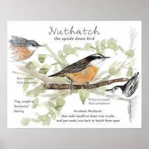 Poster Sittelle Minuscule Oiseau Chantant Dessin Tronc D'