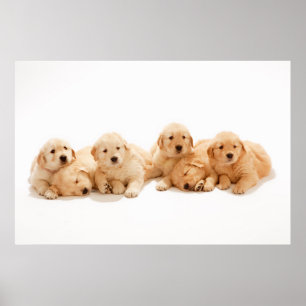 Poster Six Golden Retriever Puppies