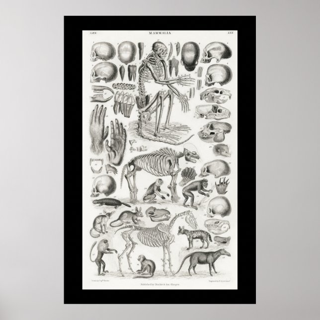 Poster Skeleton animal noir et blanc Crânes Mammalia (Devant)
