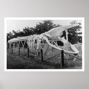 Poster Skeleton de baleine Alaska 1922