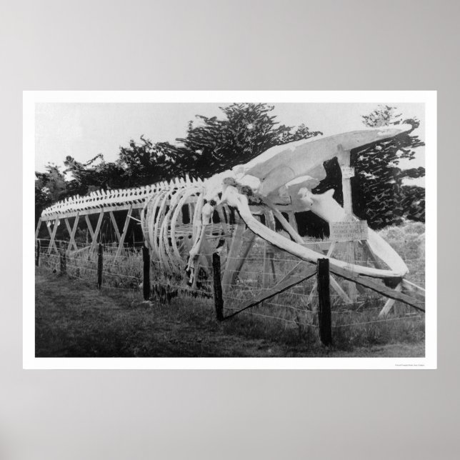 Poster Skeleton de baleine Alaska 1922 (Devant)