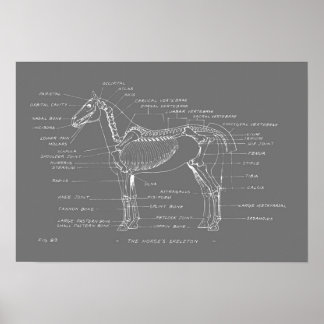 Poster SKELETON DU CHEVAL 19 x 13 Imprimer