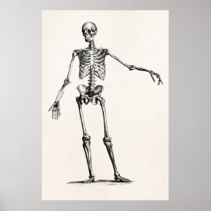Poster Skeleton Retro Anatomy Skeletons des années 1800 v