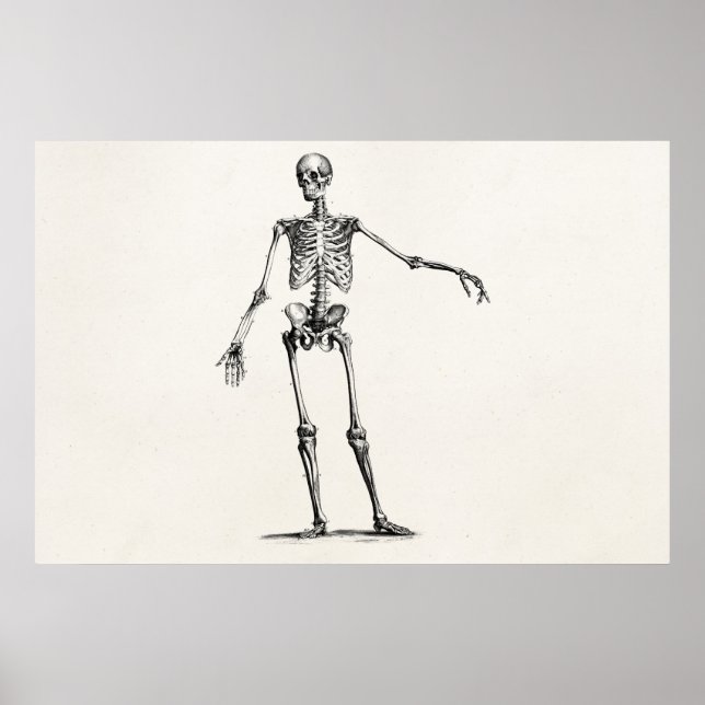 Poster Skeleton Retro Anatomy Skeletons des années 1800 v (Devant)
