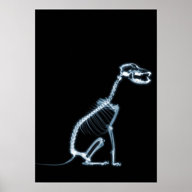 POSTER SKELETON X-RAY CHIEN SITTING - BLEU & NOIR (Devant)