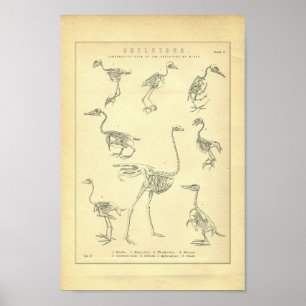 Poster Skeletons vintages d'oiseaux Imprimer