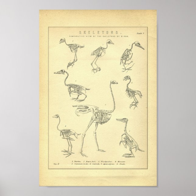 Poster Skeletons vintages d'oiseaux Imprimer (Devant)