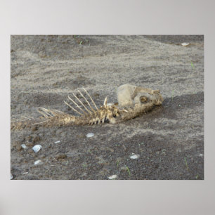 Poster Skelton d'un poisson