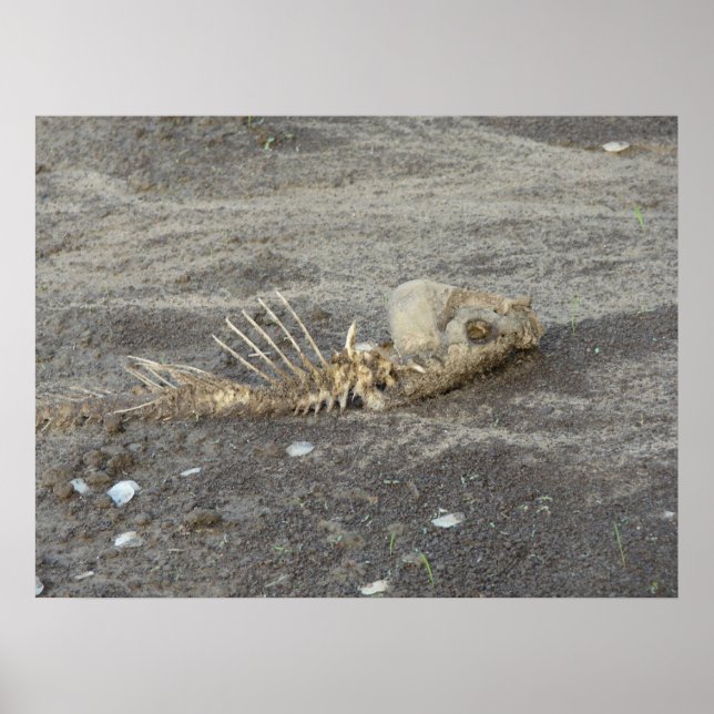 Poster Skelton d'un poisson (Devant)