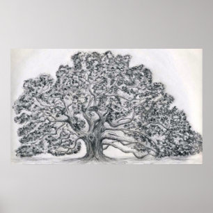 POSTER SKETCH LIVE OAK TREE