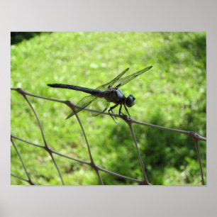 Poster Skimmer bleu