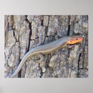 Poster Skink à tête large