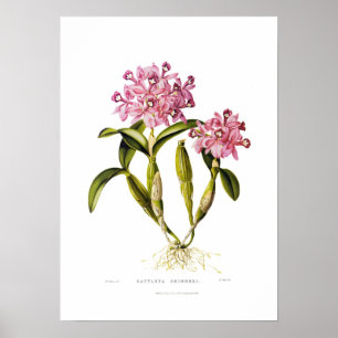 Poster Skinneri de Cattleya par Augusta Innes Withers