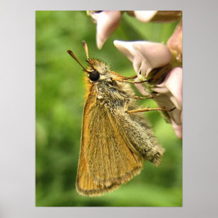 Poster Skipper sur Milkweed