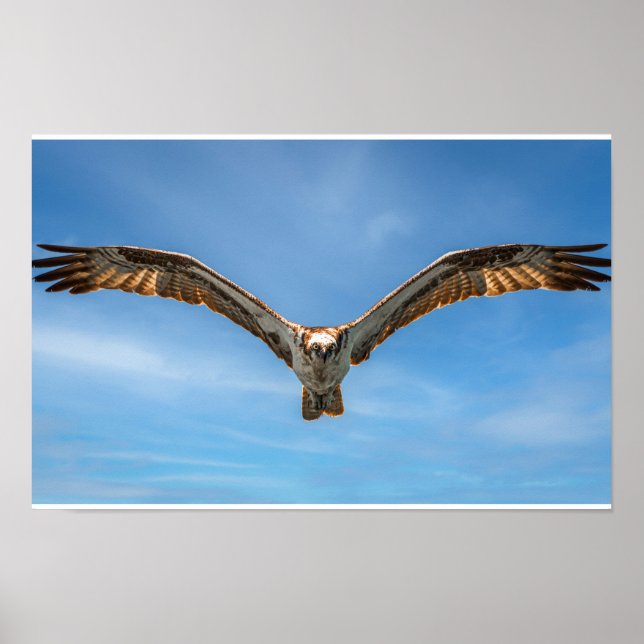 Poster Sky Sovereign: Osprey in Flight (Devant)