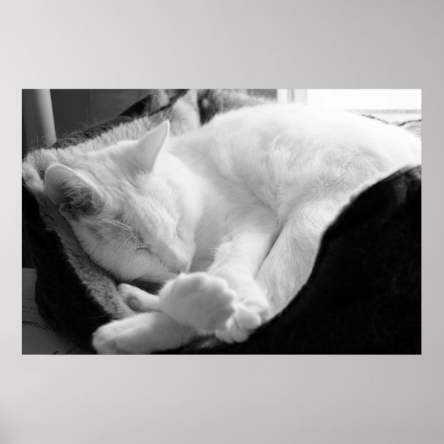 Poster Sleeping Squeak (Devant)