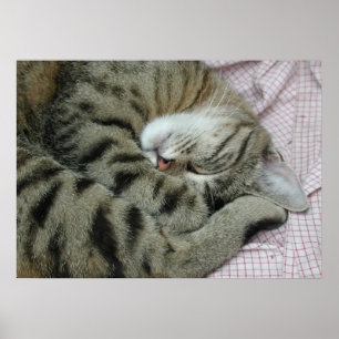 Poster Sleeping Tiger-Cat