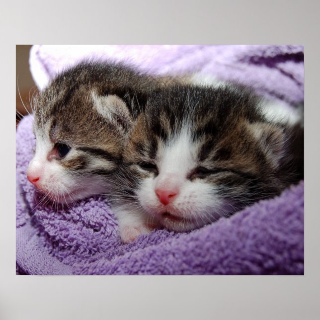 Poster Sleepy kittens (Devant)