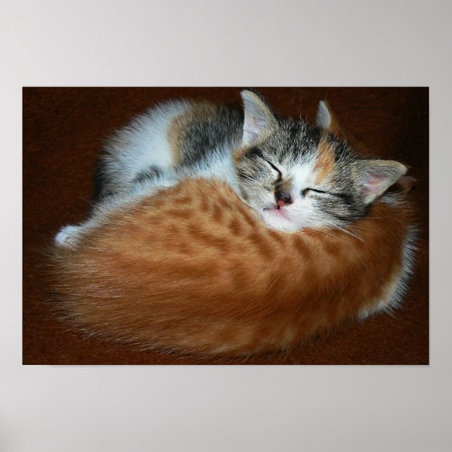 Poster Sleepy kittens (Devant)