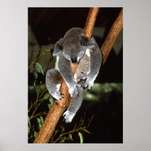 Poster Sleepy Koala