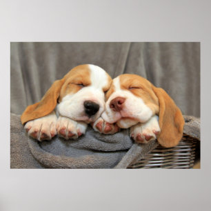 Poster Sleepy Puppies