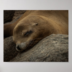 Poster Sleepy Sea Lion - Sleeping Wildlife Photography