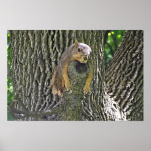 Poster Sleepy Squirrel Cooling Off on a Tree Branch Poste