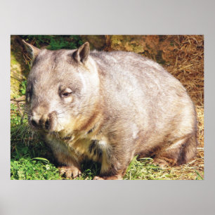Poster Sleepy Wombat