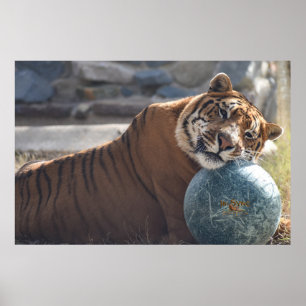 Poster Sleepy Zacharia