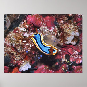 Poster Slinking Nudibranch