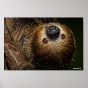 Poster Sloth à deux doigts du Sud